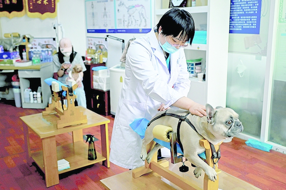 This picture shows a Chinese medicine vet massaging a dog after acupuncture treatment at an animal clinic in Beijing. 
