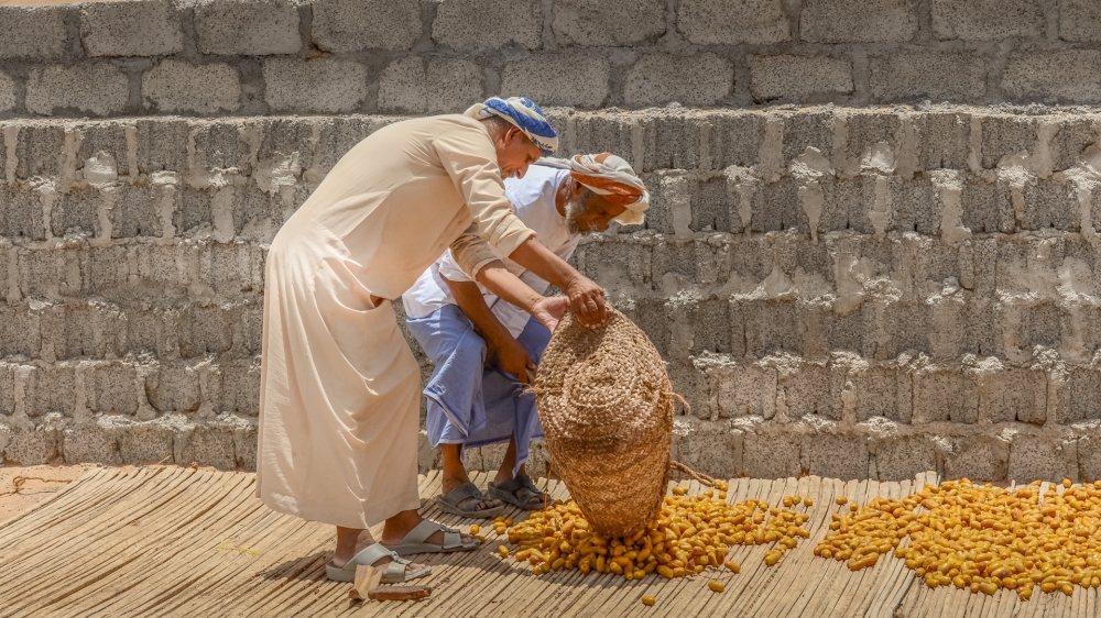 Drying of cooked yellow dates (7)