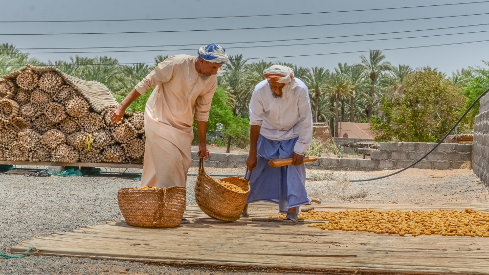 Drying of cooked yellow dates (2)