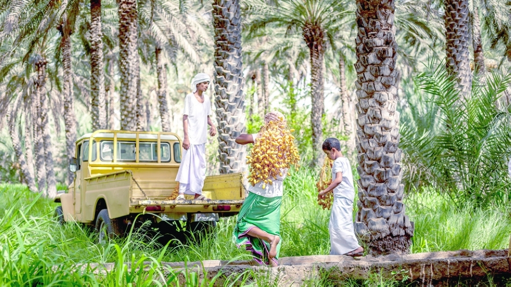 Al Tabseel dates harvest in Bidiyah (6)