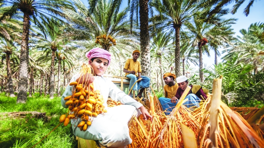 Children during Al Tabseel dates harvest in Bidiyah (2)