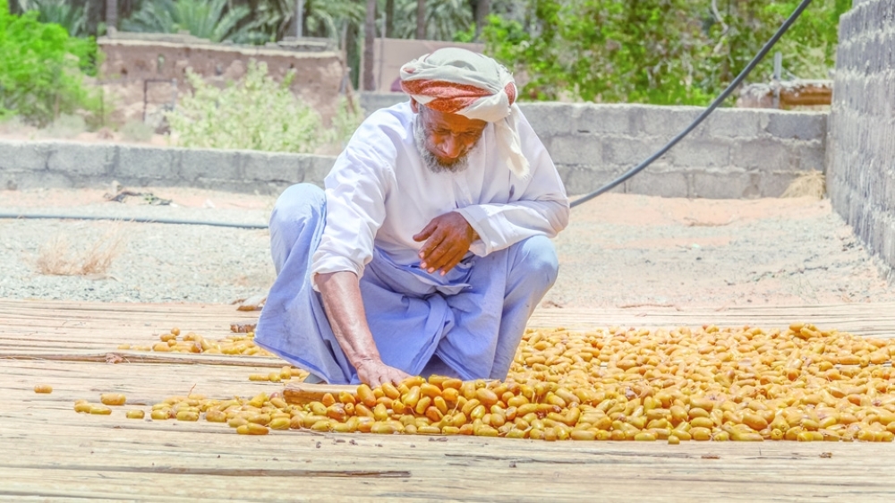 A old man dries cooked yellow dates