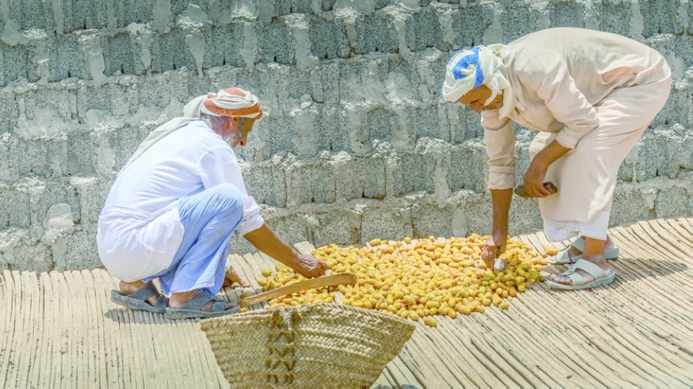 Drying of cooked yellow dates (6)