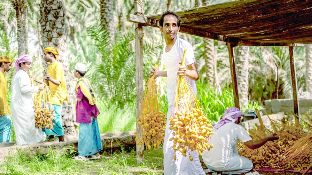 Al Tabseel dates harvest in Bidiyah (8)