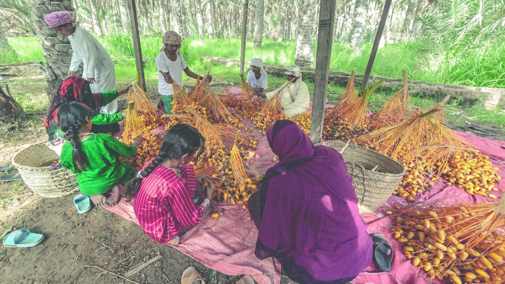 Al Tabseel dates harvest in Bidiyah (3)