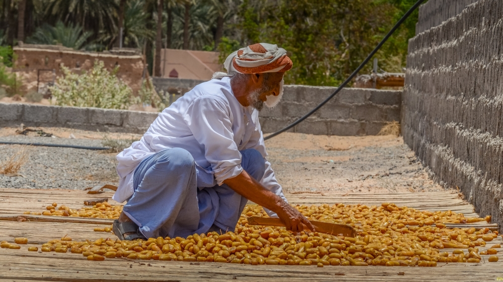 Drying of cooked yellow dates (3)