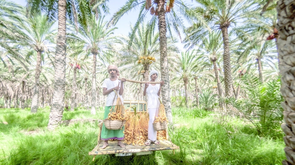 Al Tabseel dates harvest in Bidiyah (1)(1)