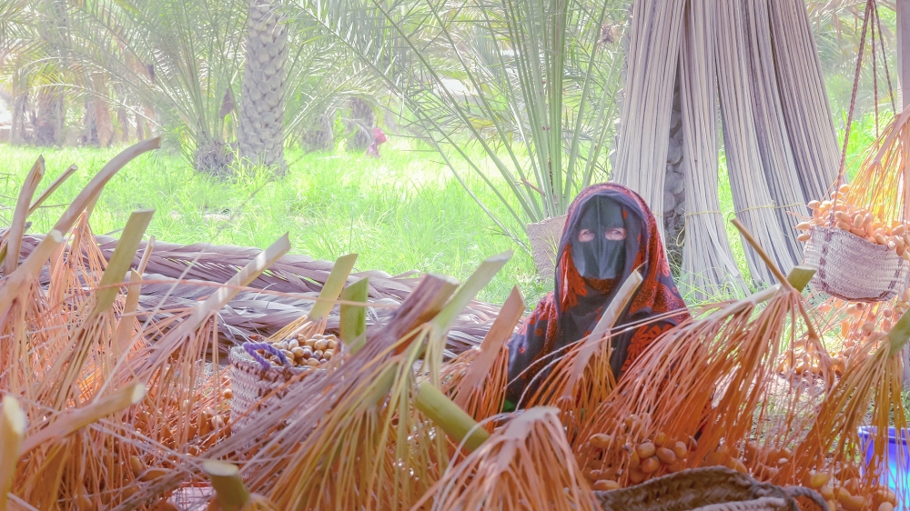 Drying of cooked yellow dates (5)
