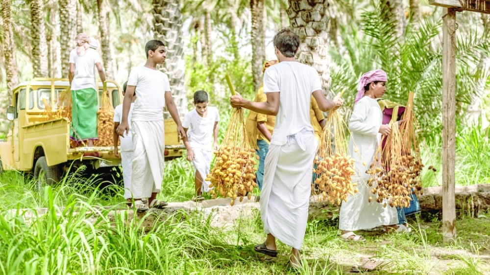 Al Tabseel dates harvest in Bidiyah (1)