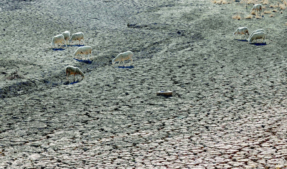 Sheep graze on the Guadiana's dry riverbed as part of the river has dried up and gave way to dry land in Villarta de los Montes, in the central-western Spanish region of Extremadura, on Wednesday. Temperatures in Spain have been very high this summer with several unusual heat waves. Scientists say human-induced climate change is making extreme weather events including heatwaves and droughts more frequent and more intense. - AFP