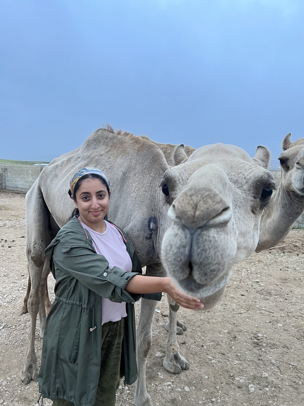 Wisal Al Rashdi with Habibat Malayeen, a camel from Dhofar