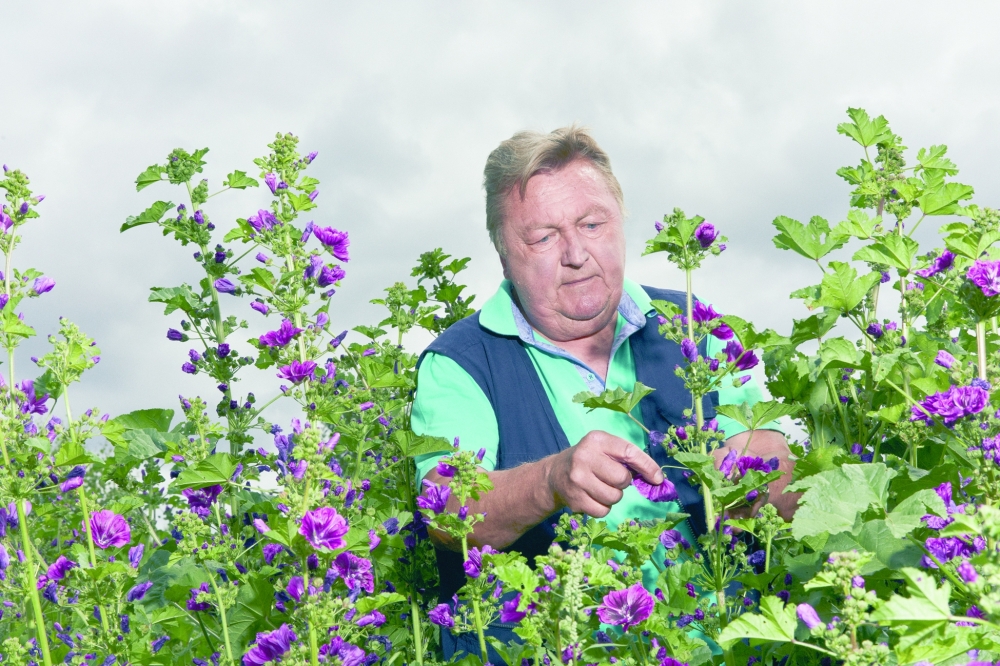 A gardener picks Malva sylvestris, or mallow near Schw