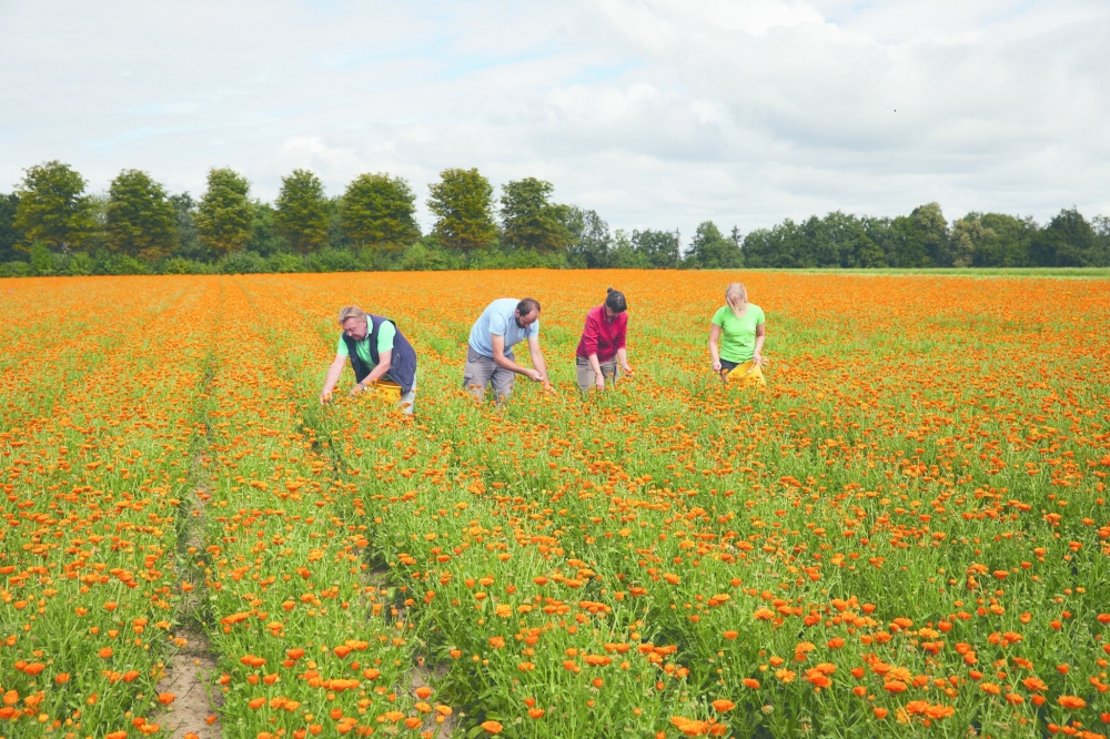 A field of orange Calendulas near Schw