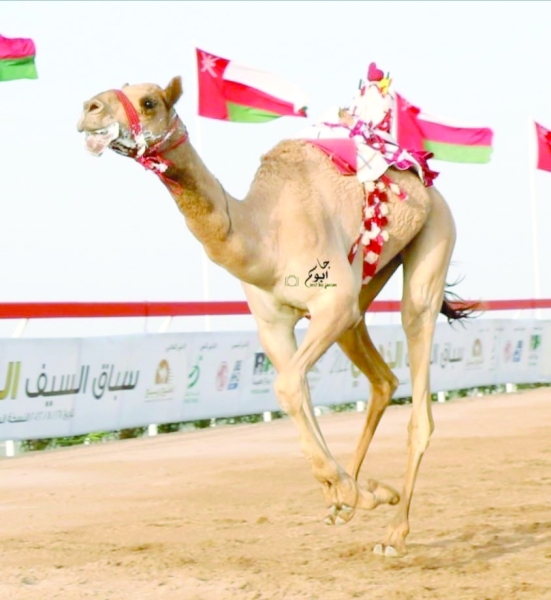 ‘Al Sharta’ lifts golden sword with best record - Oman Observer