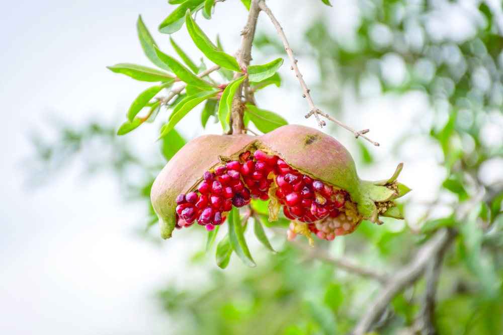 Pomegranate,Fruit,Burst,After,Getting,Ripe,In,The,Branch,Of