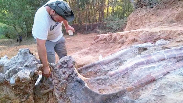Skeleton of huge dinosaur unearthed in Portugal - Vimarsana News