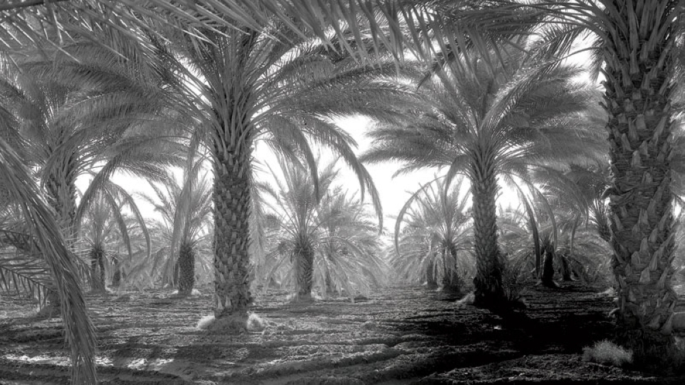 Putting the flexibility of date palm wood into good use Oman Observer