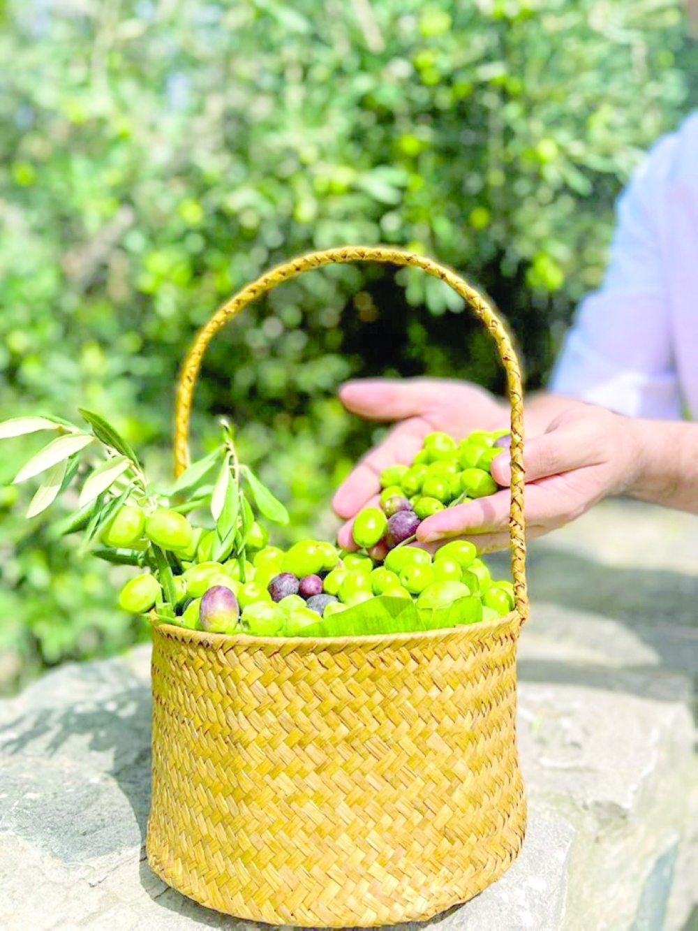 Olive Harvest Festival 2