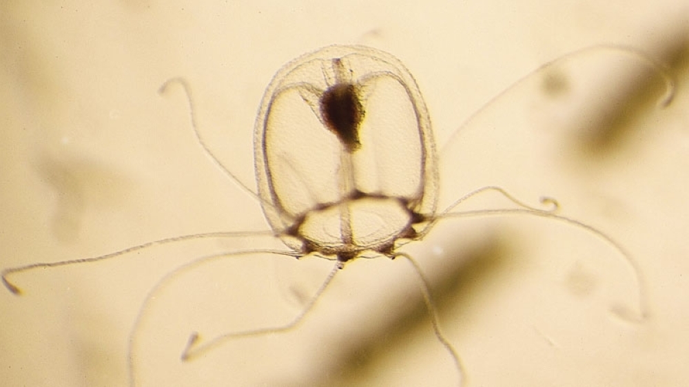 This Jellyfish Can Live Forever, Its Genes May Tell Us How Oman Observer