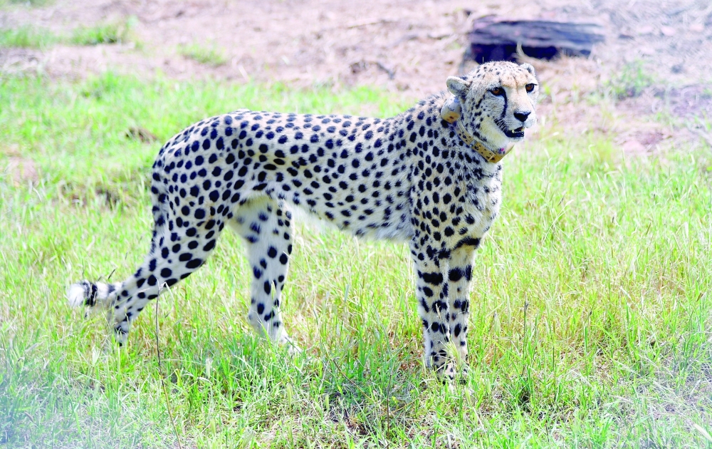 A cheetah is seen after India's Prime Minister Narendra Modi released it following its translocation from Namibia, in Kuno National Park, Madhya Pradesh. - Reuters

