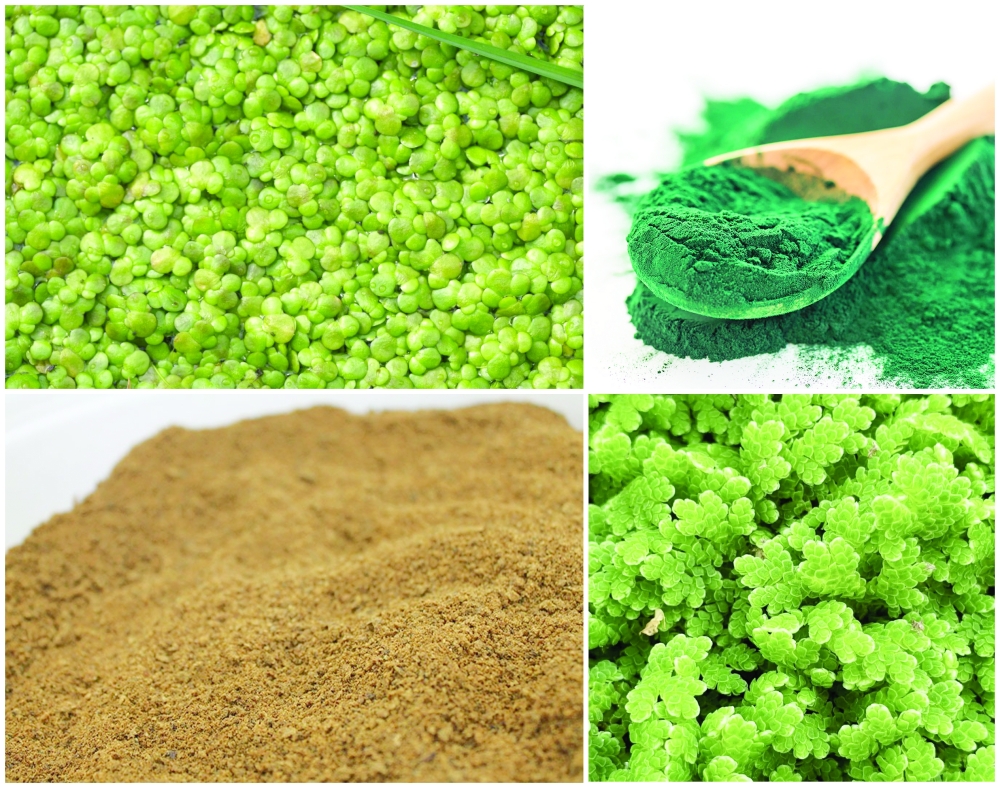 Clockwise from top left: Water lentils, Spirulina, Azola and Insect Meal
