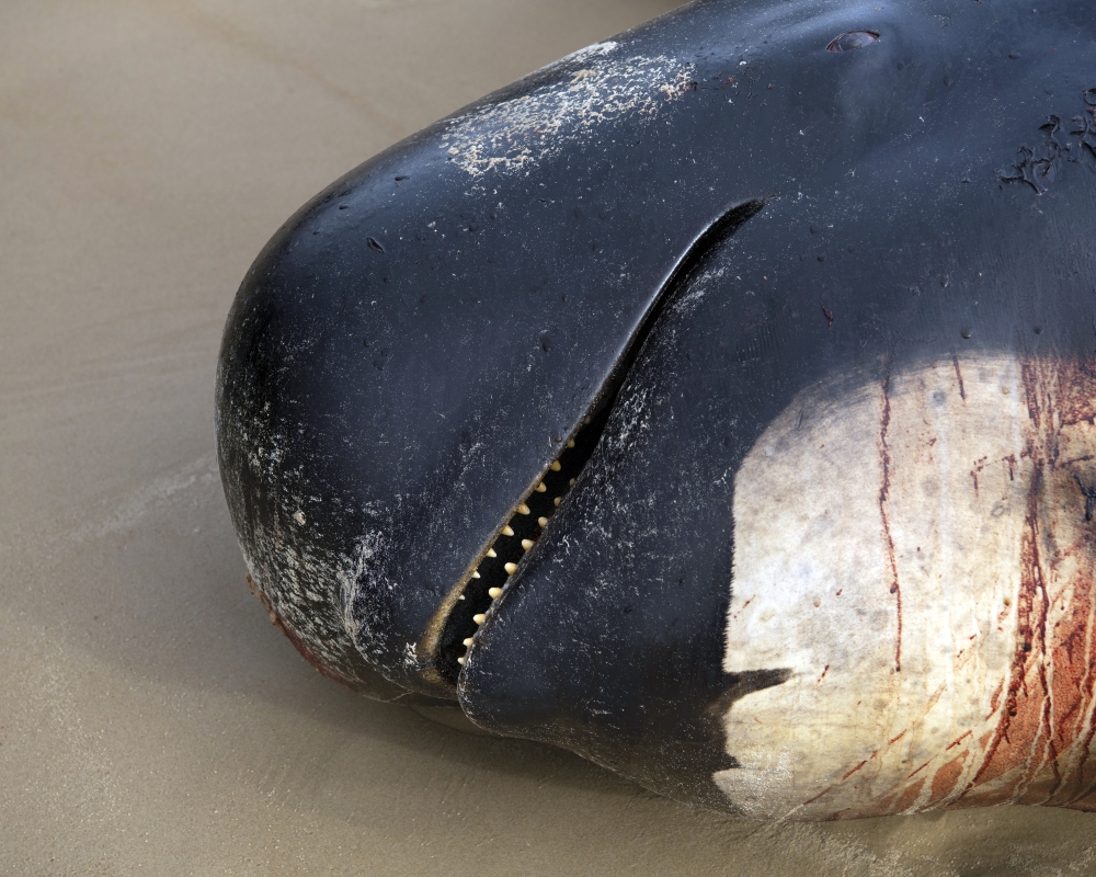 The stranding this week happened two years after 470 whales beached themselves in the same area. (Matthew Newton for The New York Times)