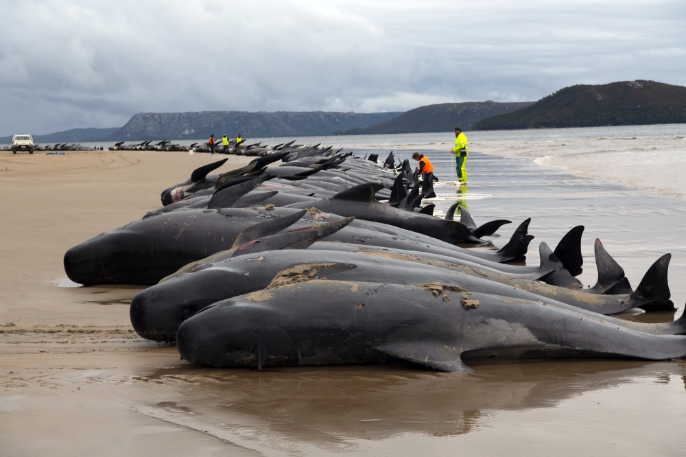 Scientists on Friday, Sept. 23, 2022, examine pilot whales that died after they were stranded on a beach along the western coast of Tasmania, Australia. (Matthew Newton for The New York Times)