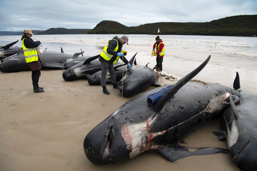 David Hocking, center, and other scientists from the Tasmanian Museum in Hobart, AUstralia, on Friday, Sept. 23, 2022, examine pilot whales that died after they were stranded on a beach along the western coast of Tasmania, Australia. (Matthew Newton for The New York Times)