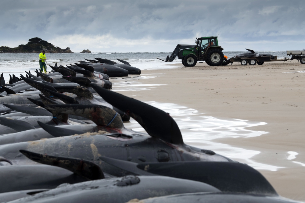 The carcasses of pilot whales that died after they were stranded on a beach along the western coast of Tasmania, Australia, near Strahan, are removed on Friday, Sept. 23, 2022. (Matthew Newton for The New York Times)