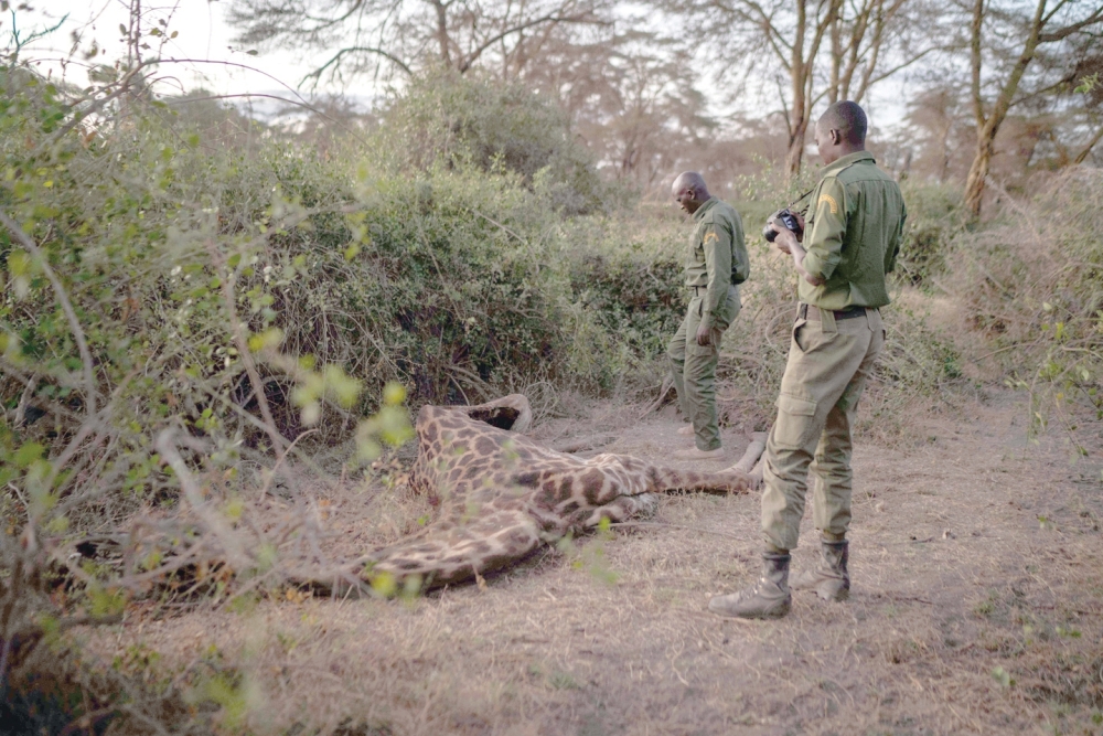 Two Big Life rangers record the carcasses of a giraffe in Kimana Sanctuary in Kajiado south sub county. -- AFP