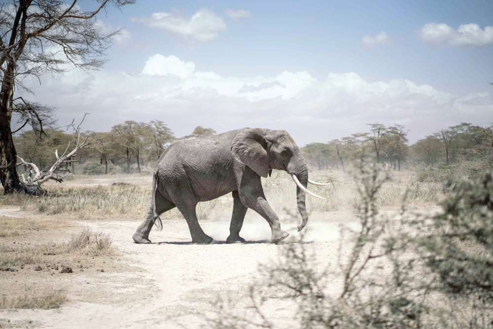 An elephant walking towards a nearby river in Kimana sanctuary Kajiado south sub county. - AFP