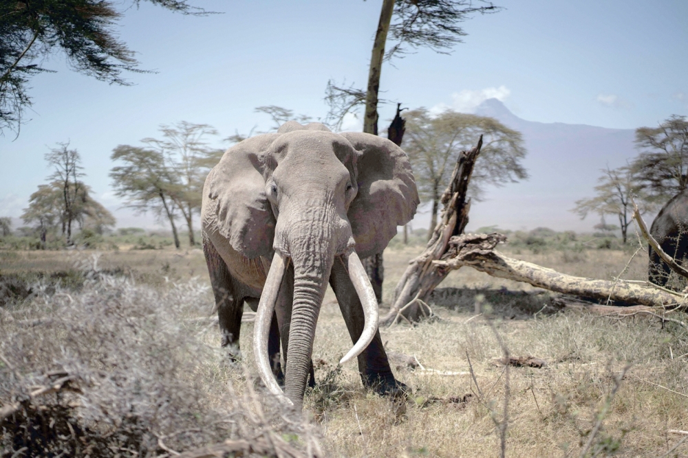 A bull elephant roams in Kimana sanctuary Kajiado south sub county. - AFP