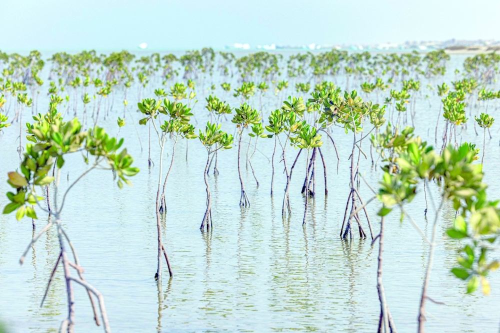 Sayed Khalifa, the head of Egypt's agriculture syndicate who is leading mangrove replanting efforts, calls the unique plants a 'treasure' because of their ability to grow in salt water where they face no problems of drought. -- AFP