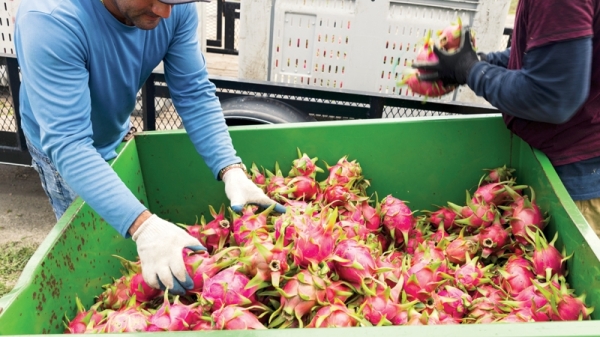Dragon Fruit Is Showing Up All Over. So Why Are Farmers Leaving the Business? - Vimarsana News