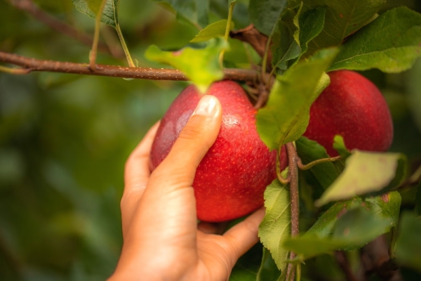 European apples ripe for the Middle East market - Vimarsana News
