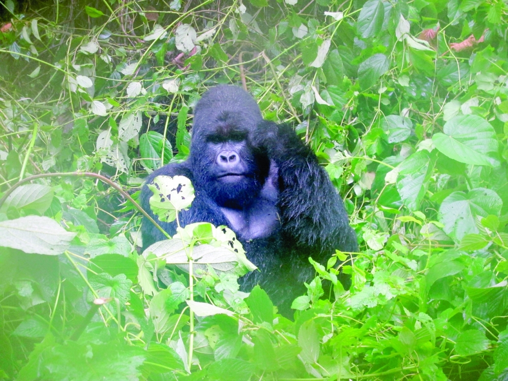 The report found that the main drivers of wildlife loss are habitat degradation due to development and farming, exploitation, the introduction of invasive species, pollution, climate change and disease.