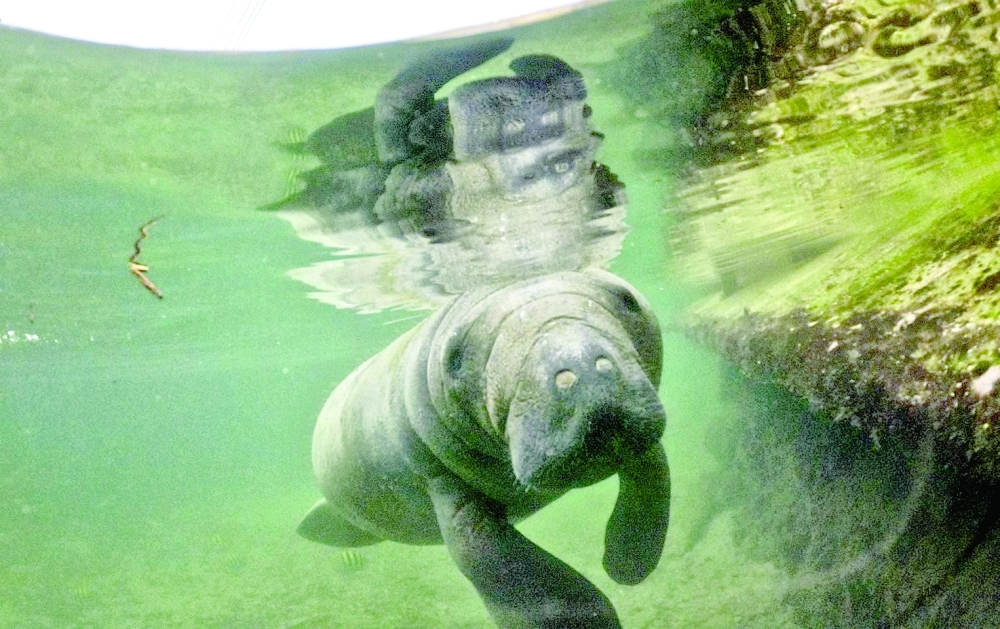An orphaned baby manatee swims at a rehabilitation centre in Santa Marta, Colombia. - AFP