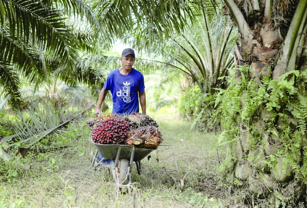 A migrant worker pushes a cart as he collects bunches of palm oil fruit during the harvest at a plantation in Banting, Malaysia. -- Reuters