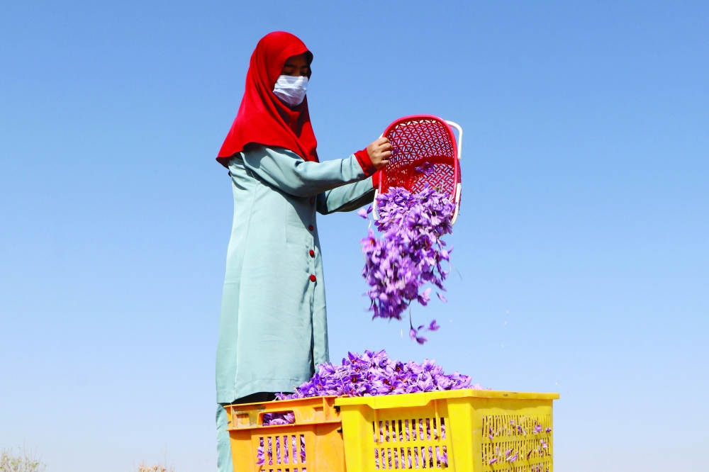 An Afghan woman harvests saffron flowers in a field on the outskirts of Herat province on Monday. -- AFP