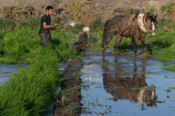Egypt's farmers fear rising social tensions over scarce water - Vimarsana News