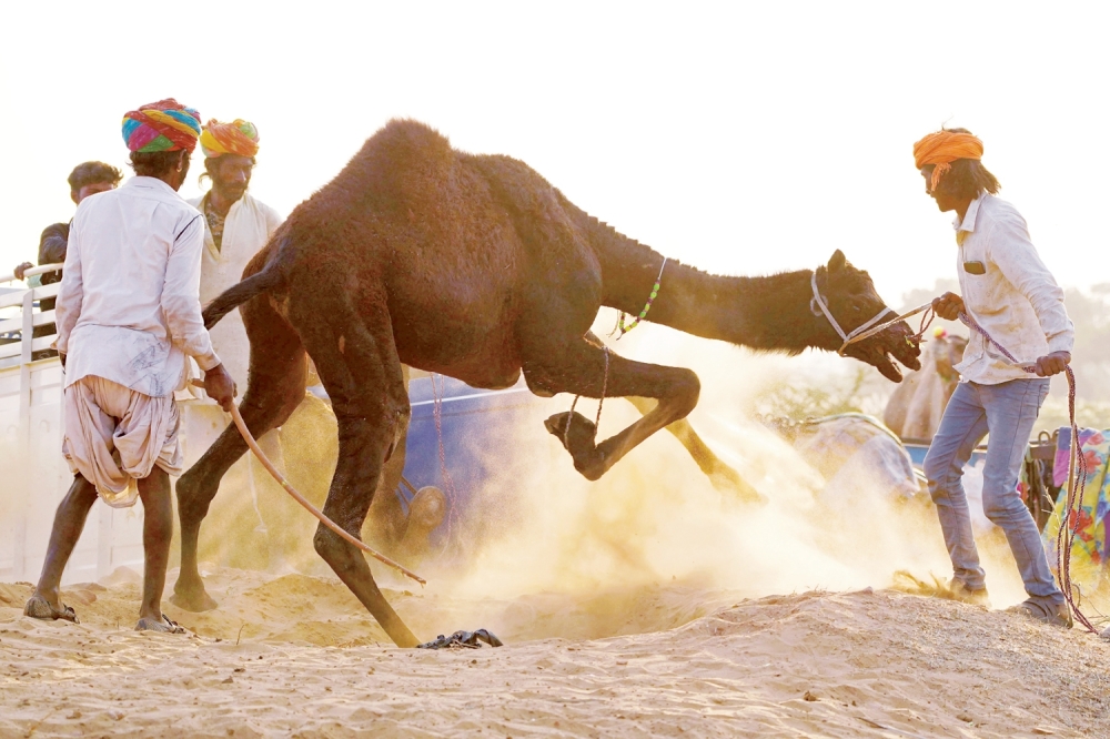 Camel herders try to control their camel at the annual Camel Fair in Pushkar, in India’s desert state of Rajasthan, on Thursday.  — AFP
