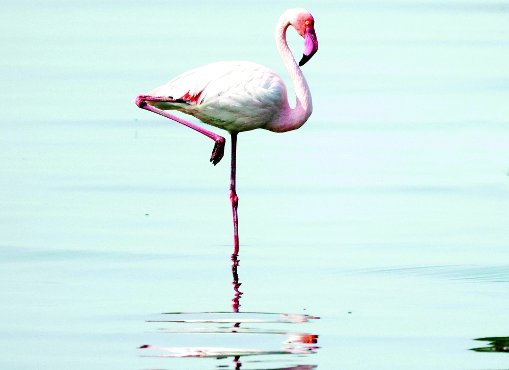 A flamingo feeds on a beach, north of Kuwait City, on Monday. -- AFP