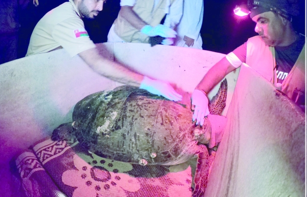 Second phase of sea turtles tracking begins - Vimarsana News