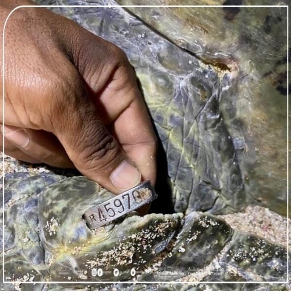 Green turtle returns to Oman after 20 years - Vimarsana News