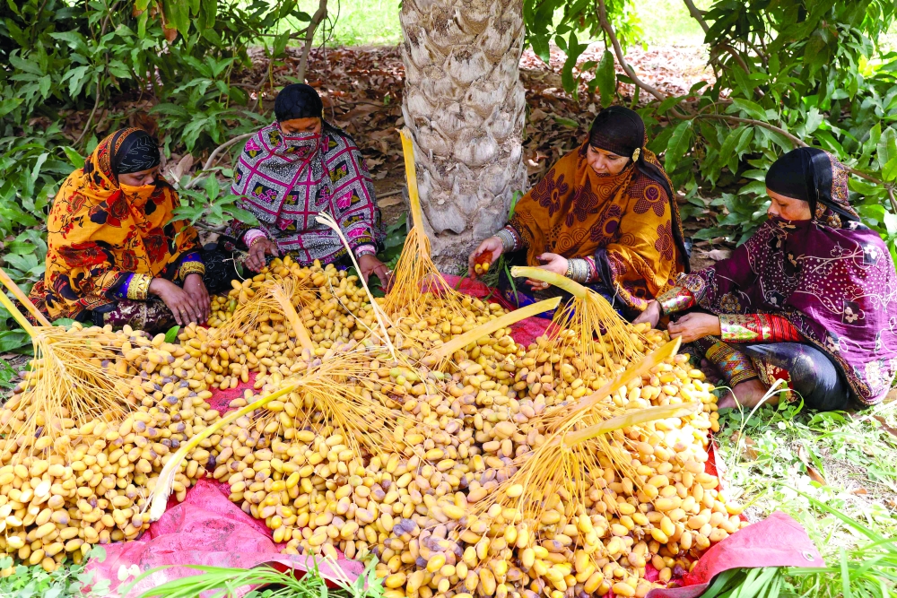 Women sort Mabsali dates in Bidiya.