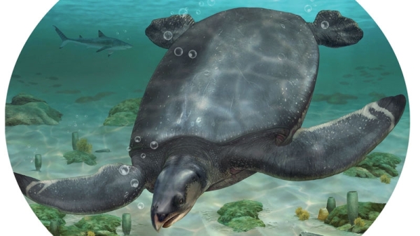 Fossils of car-sized dinosaur-era sea turtle unearthed in Spain - Vimarsana News