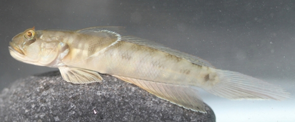 New species of Wetland Fish discovered in Oman - Vimarsana News