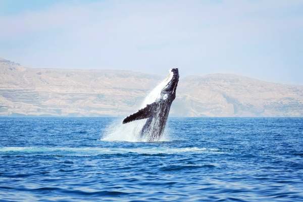 Experts call for action to save endangered Arabian Sea Humpback Whales - Vimarsana News