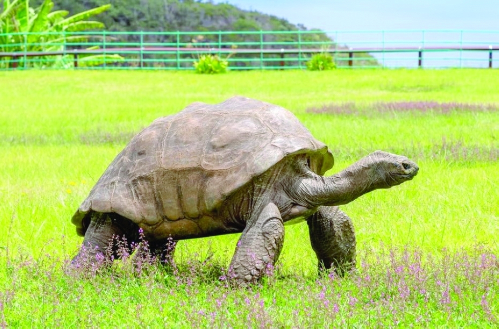 Jonathan the Seychelles Giant Tortoise