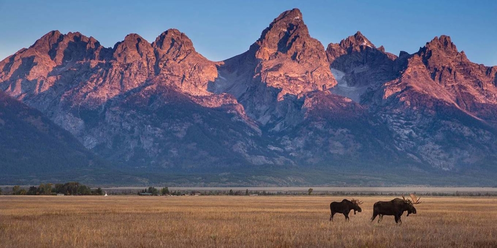 There are an estimated 200,000 native species on US territory.